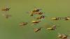 'Irish Gardener' shares how to keep wasps away when eating outdoors in August