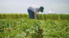 A toolbox to identify resilient crop traits below ground