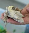 Wildlife crime: Cape Town couple fined R80,000 for illegal reptile possession