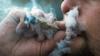 Marijuana use passes cigarettes in US. Is it legal in Florida?