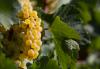 Enter now: The Global Chardonnay Masters 2026