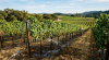 North Okanagan farmers to get irrigation drought relief through reclaimed water