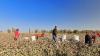 US bans imports from 43 more Chinese firms over Uyghur forced labour