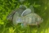 Phoenix Species Project launches global effort to bring 100 of…