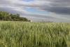 One-on-one financial consultations available for Panhandle farmers and ranchers Aug. 10-12