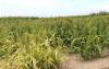 Windrow grazing annual forages to extend the grazing season