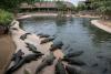 Israel halts plans for ‘Alligator Alcatraz’ for Palestinian prisoners due to animal welfare concerns