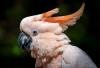Indigenous tradition helps save endangered salmon-crested cockatoo