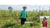 Farmers turn to insurance to protect investments against production risks