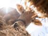 Drought: Zurich farmers launch online fodder exchange
