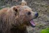 Montana Bear Safety: How to Survive an Attack