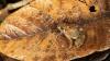 Madagascar’s diamond frogs are elusive. But scientists have found seven new species