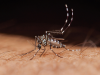 KZN among regions facing growing childhood malaria risk due to climate change