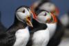 Maine island sees record number of puffin burrows