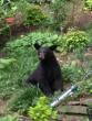 Black Bear spotted in DC Saturday!!