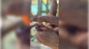 Orange County considers tighter exotic animal rules after Sloth World deaths