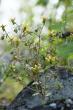 Mountain flower from China joins the world’s carnivorous plant club