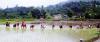 More Paddy Planted Than Last Year In Nepal