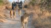 Before You Safari: New Data Reveals Top Destinations, Trip Costs, & Risks