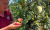 Farmer resorts to applying special 'sun cream' on his APPLES to stop them boiling amid Britain's record-breaking heatwave