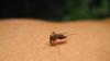 Miami-Dade Reports Local Dengue Case, Health Officials Issue Alert