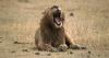 Three Lions Die at Tokyo Zoo as Record Heat Scorches East Asia