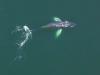 Unusual whale sightings in Maine draw onlookers to shores of Penobscot Bay