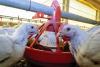 Why India’s poultry sector welcomes interim US trade deal