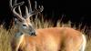 Officials urge deer hunters to help slow spread of chronic wasting disease in North Carolina