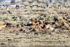 Invasive goats removed from island of Battowia
