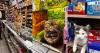 Photographer Captures the Working Bodega Cats of New York City