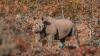 The extraordinary comeback of Zimbabwe's endangered black rhinos