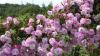 Gardeners urged to do 1 simple task in August to encourage more blooms next year