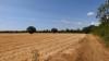 UK's super-heated summer could lead to food shortages, experts warn