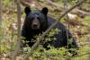 Can You Guess The Deadliest Animals In Illinois And Wisconsin?