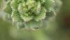 Scientists identify an insect-eating plant, proving Charles Darwin right after 150 years