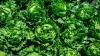 Michigan reports deaths in cyclospora outbreak as NC case numbers rise