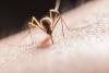 California Reports Its First West Nile Death of 2026 in Kings County as Statewide Surveillance Numbers Climb
