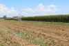 New ASU center to help protect America’s agriculture industry from foreign threats