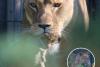 9 adorable pictures of Blackpool Zoo's African Lion cubs beautifully captured on camera