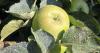 Farmer coats apples in ‘sunblock’ to help them survive heat wave