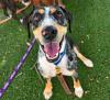Spoil Patty Baker Humane Society Pets This Summer