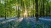 5 best places for forest bathing