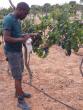 The Media Line: Israeli Agricultural Expertise Helps Cultivate Tanzania’s Growing Wine Industry  