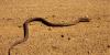 Australian Outback pub patron bitten by a snake
