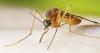 Health officials issue dengue fever advisory after case confirmed in Florida