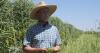 In the Field: How ‘summer hemp’ could revolutionize Arizona lettuce farming