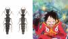 Scientists name new beetle genus after ‘One Piece' Luffy: Here's why