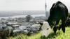 Inside Economics: Why a bad Auckland economy drags the whole country down; plus, the beer tax debate heats up