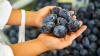 Three savvy ways to make the most of Britain’s bumper plum harvest